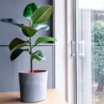 Fíkovník pryžodárný (Ficus elastica)