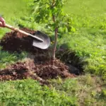 Nejlepší ovocné stromy k výsadbě v zimě: Proč právě tyto druhy?