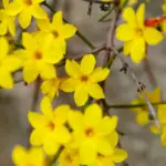 Nejkrásnější zimní květiny, které rozjasní vaši zahradu