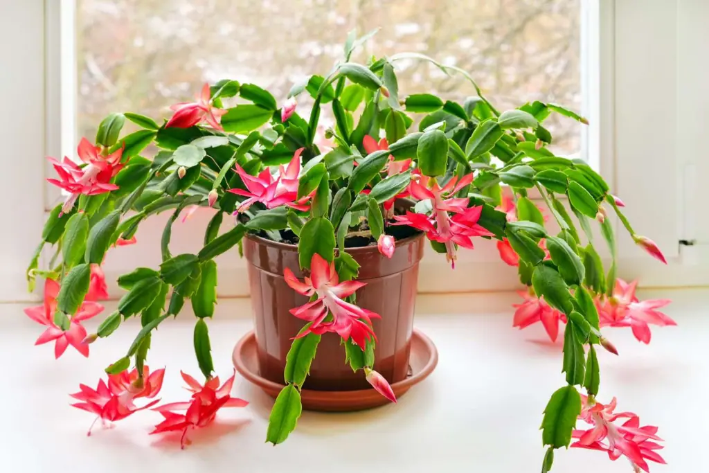 Schlumbergera