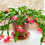 Schlumbergera