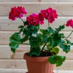 Pelargonie