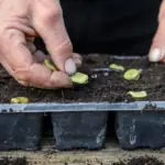 Lednové zahradnické tajemství: Co zasadit už teď?