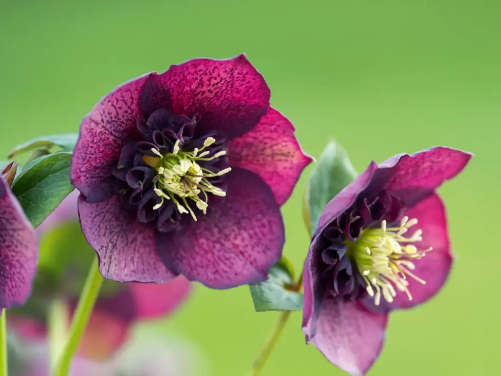 Helleborus