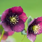 Helleborus