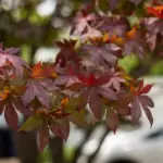 Javor dlanitolistý (Acer palmatum 'Bloodgood')