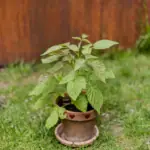 Zahradničení na balkoně: rostliny vhodné na balkon