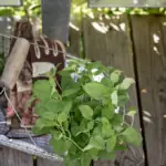 Zahradničení na balkoně: rostliny vhodné na balkon