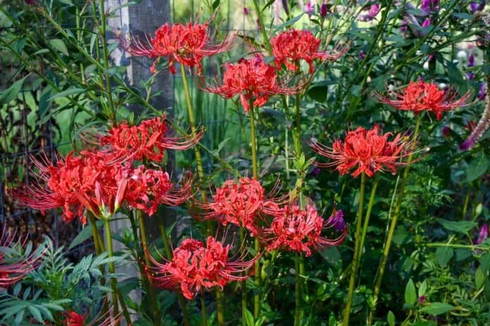 Lycoris radiata