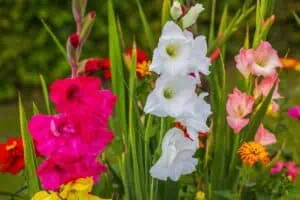 Zkušenosti našich čtenářů: Bílé skvrny na gladiolách 