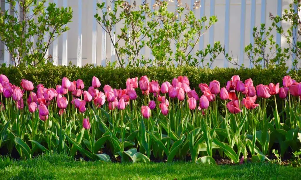 Zkušenosti našich čtenářů: Tulipány na zahradě – kompletní průvodce pěstováním 