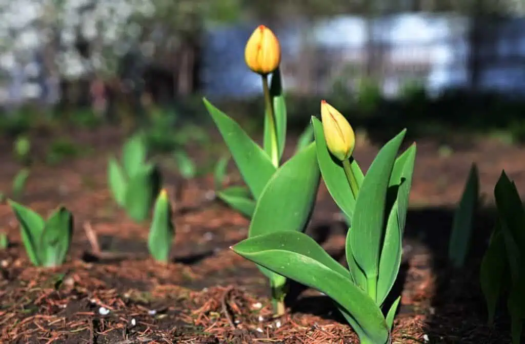 Zkušenosti našich čtenářů: Pozdní výsadba tulipánů – co očekávat? 