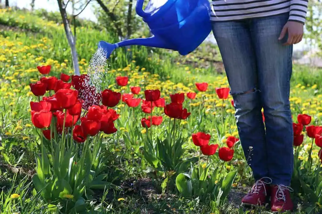 Kdy a jak přesazovat tulipány pro nejlepší výsledek? 