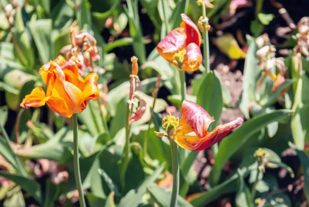 Tulipány po odkvětu