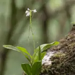 Symbióza mezi mykorhizou a orchidejemi: tajemství jejich přežití