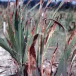 Zkušenosti našich čtenářů: Bílé skvrny na gladiolách – nemoc nebo přirozený jev? 