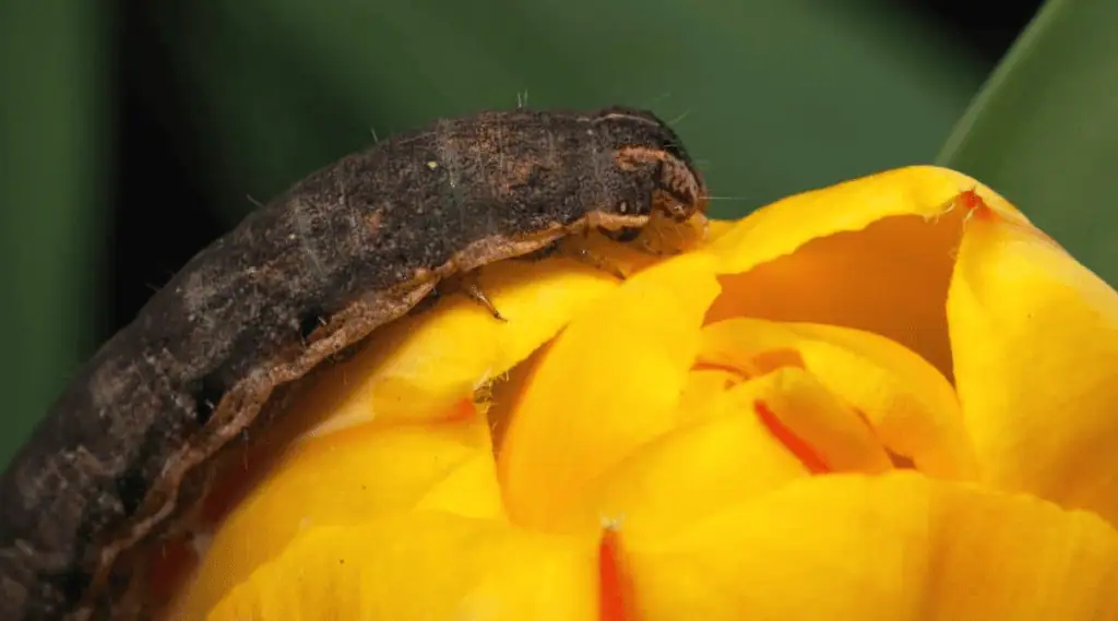 Škůdci v cibulích tulipánů – jak se jich zbavit? 