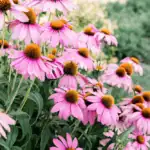 Třapatka (Rudbekie, Echinacea) – jak ji pěstovat a využít? 