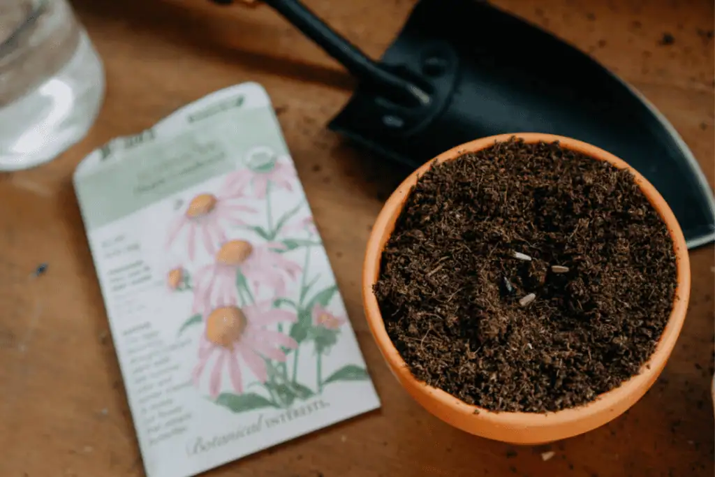 Třapatka (Rudbekie, Echinacea) – jak ji pěstovat a využít? 