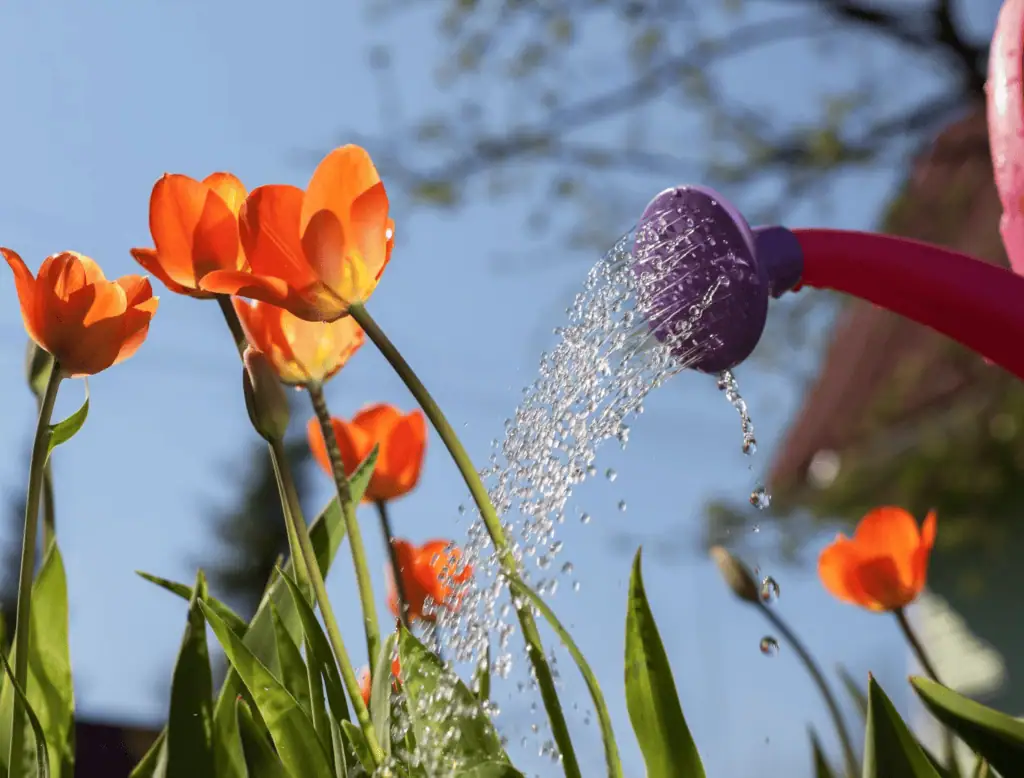 Zkušenosti našich čtenářů: Tulipány na zahradě – kompletní průvodce pěstováním 