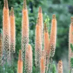 Eremurus