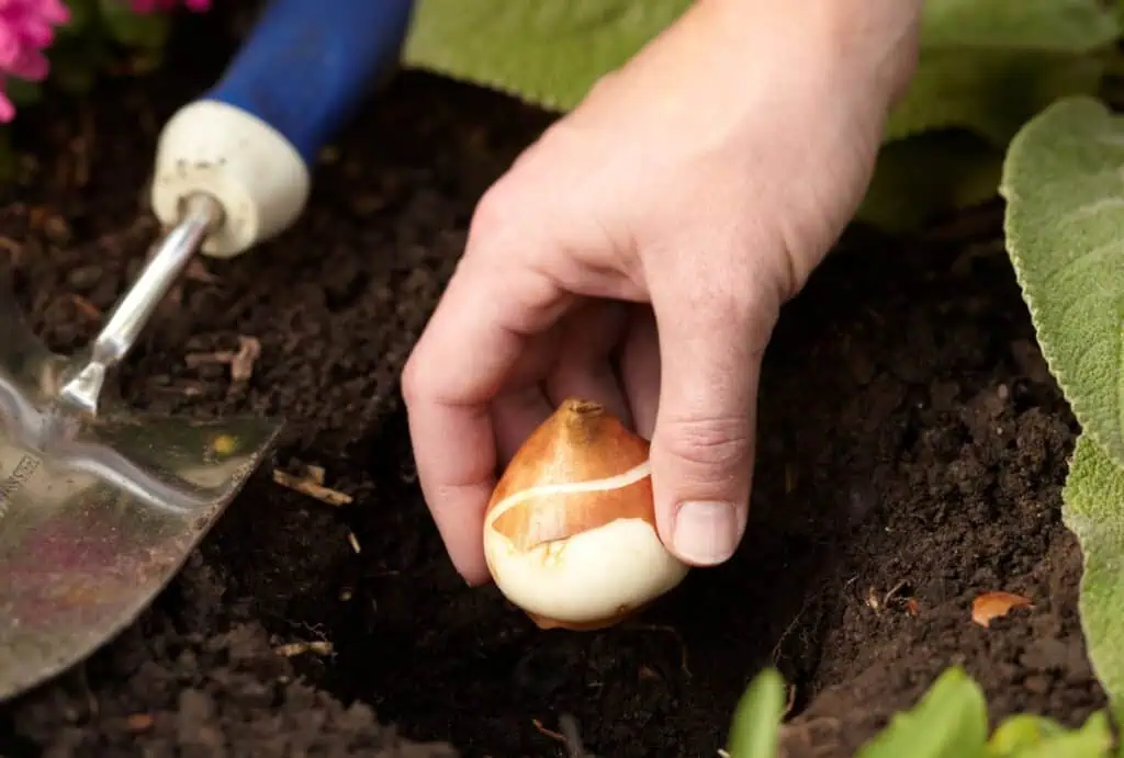 Zkušenosti našich čtenářů: Tulipány na zahradě – kompletní průvodce pěstováním 