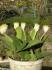 Haemanthus albiflos