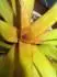 bromelia