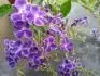 Duranta repens