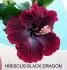 hibiscus black dragon