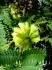 Obrzek Cassia corymbosa