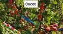 Cocot 