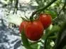 Tomatoberry