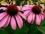 Echinacea 