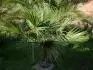 Washingtonia robusta