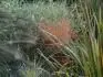 Stipa ar.