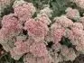 Sedum