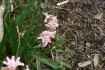 Obrzek hyacint