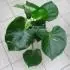 monstera