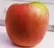 Honeycrisp