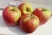 Honeycrisp