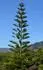 Araucaria herophylla