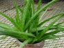 Aloe moje 2