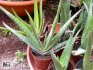 Aloe moje