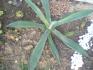 Agave americana, pes lto ve voln pd