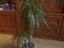 Dracena marginata - hnd konce list