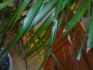 Dracena marginata - hnd konce list