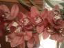 Cymbidium