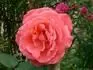 Duke of Windsor
