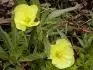 Oenothera missouriensis